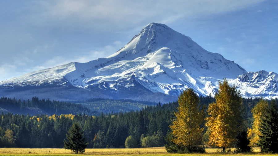 Snow-capped Mount Hood above evergreen forest and golden autumn trees at the edge of a meadow