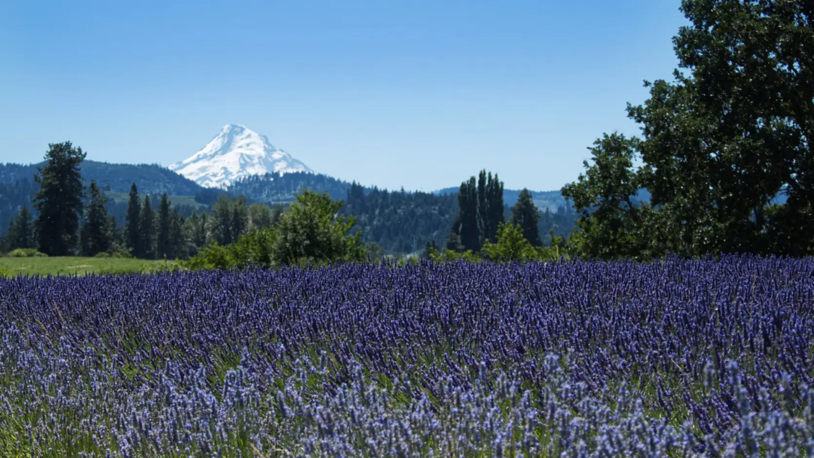 Rows of lavender in bloom with snow-capped Mount Hood beyond, Hood River County